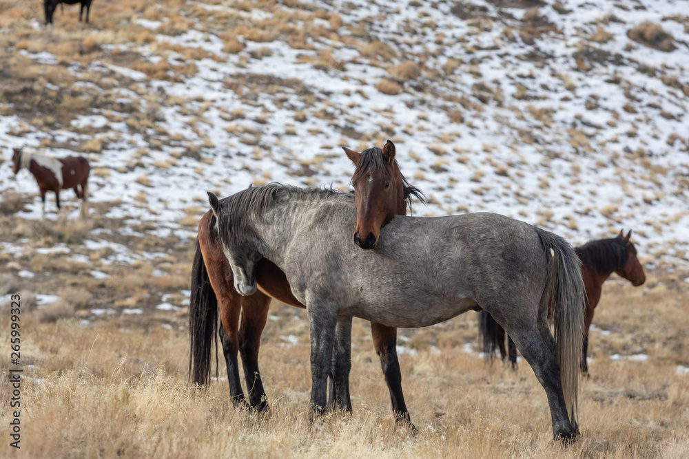 Fototapeta premium Wild Horses Interacting in Winter