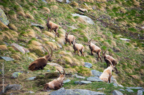 Group of alpine ibex