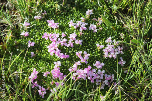Little pink flowers