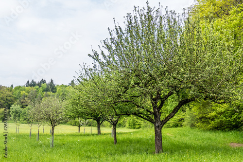 Baumgrundstück im Frühjahr