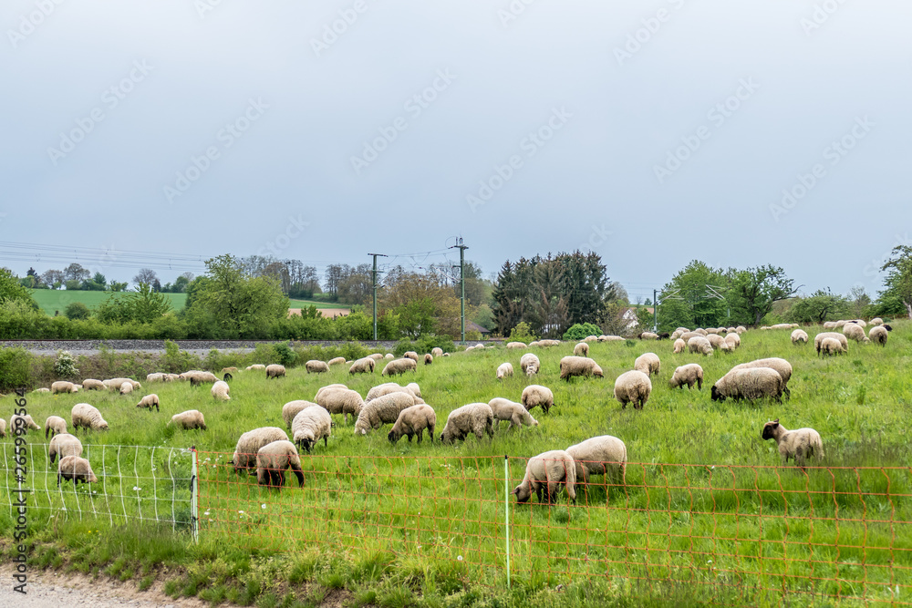 Schafe grasen auf der Weide