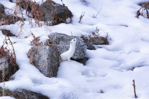 The stoat (Mustela erminea)