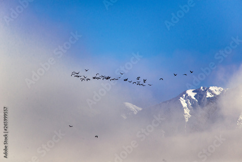Common crane migration