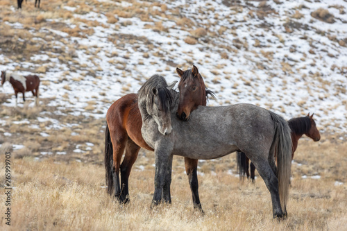 Wild Horses Interacting in Winter