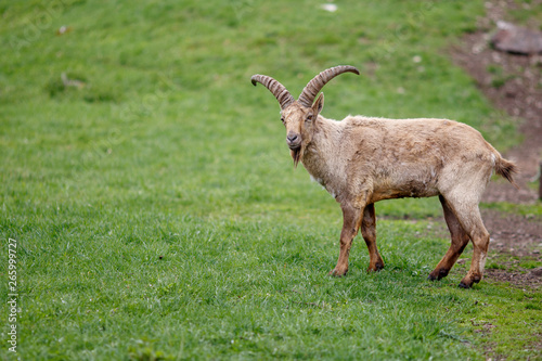 wild nature, horned wild goat in a clearing in summer