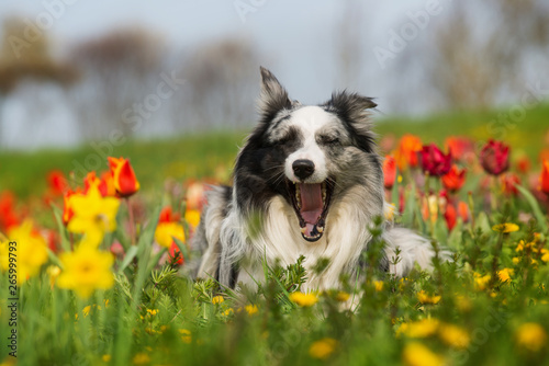 Border collie dog with spring flowers © DoraZett