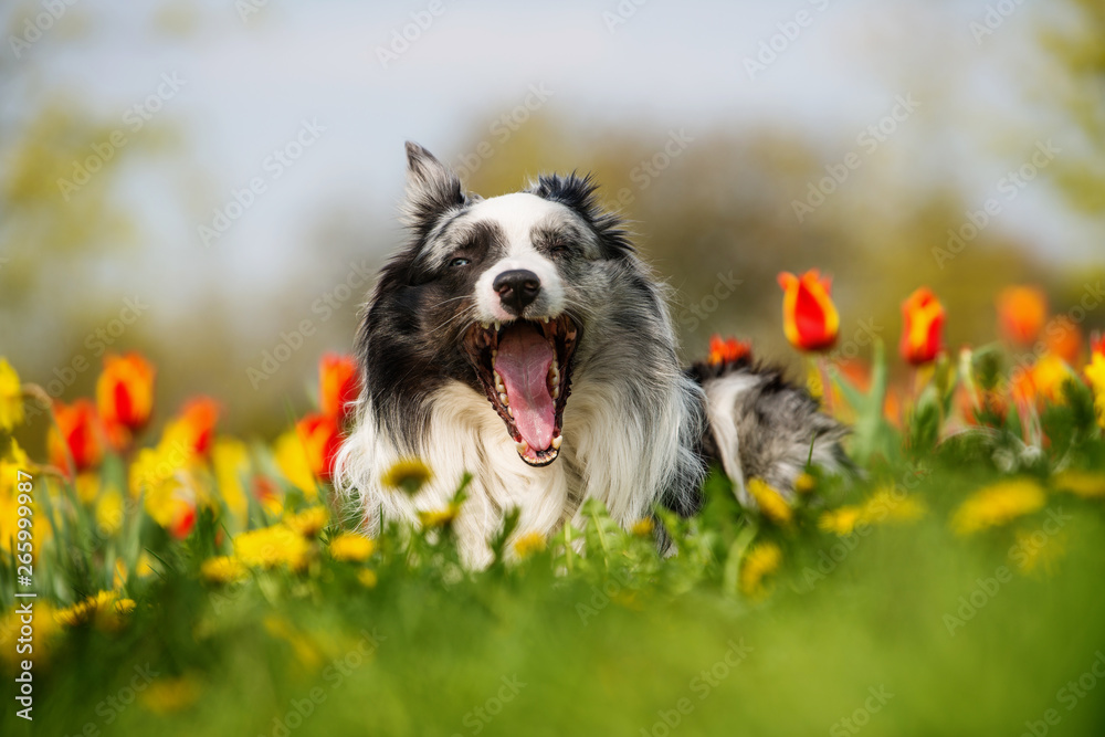 Border collie dog with spring flowers