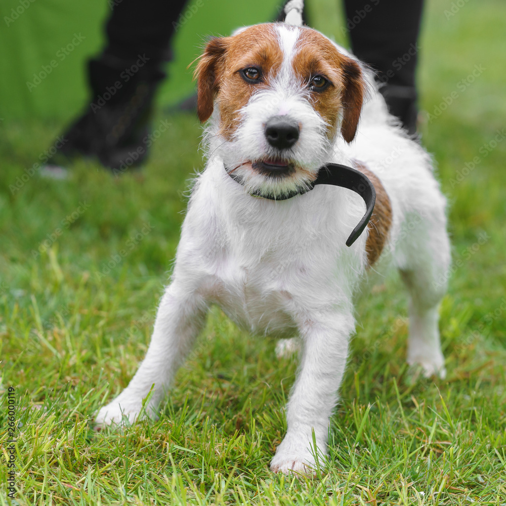 Portrait of Jack russell terrier on a green background