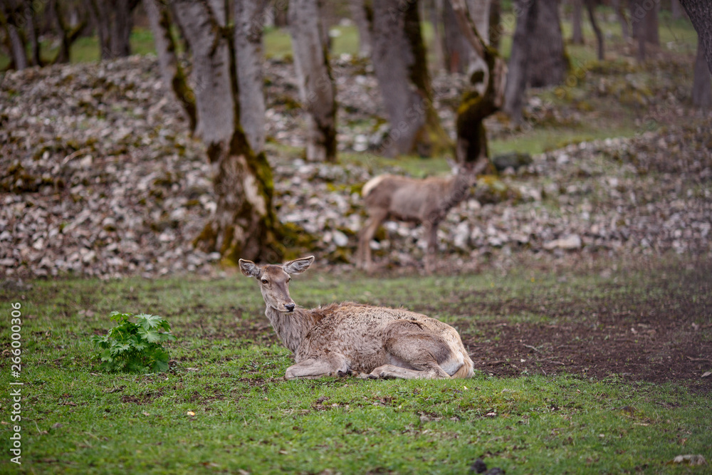 Fototapeta premium deer in the forest