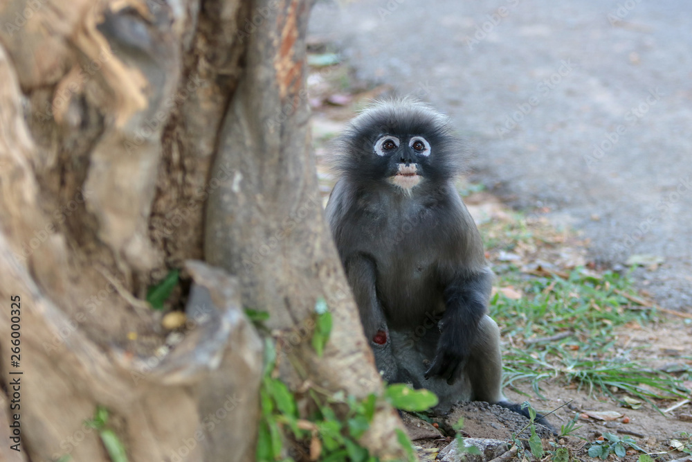 Trachypithecus obscurus Trachypithecus obscurus