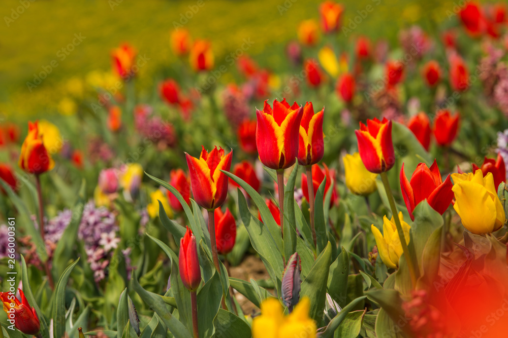 Colorful tulips in a field 