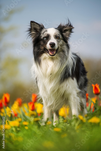 Border collie dog standing in colorful tulip flowers