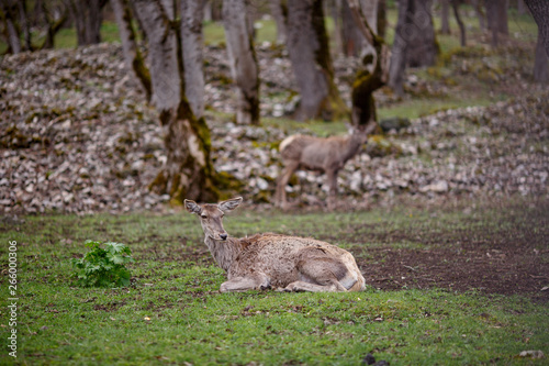 deer in the forest