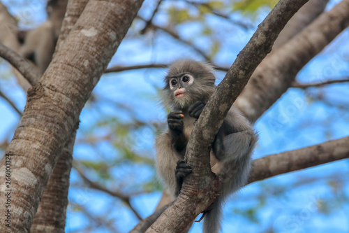 Trachypithecus obscurus