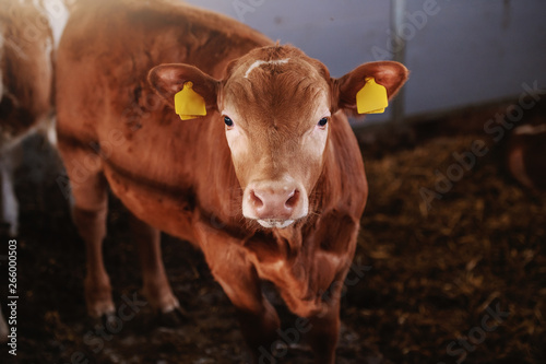 Photography Full length of cute curious calf with tags on ears looking at camera