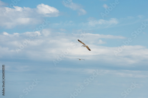 Flying seagull. A seagull is soaring in the sky. A large seagull against the sky. © Anastasiia