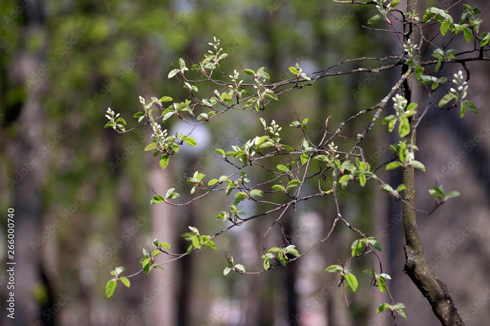 the flowers on the tree, catkins of a willow. the background image place for text the flowers on the tree, catkins of a willow. the background image place for text