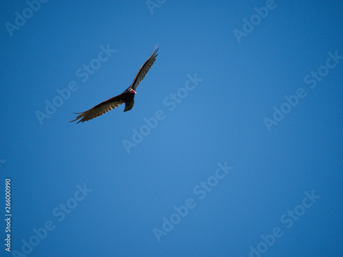 A turkey vulture  Cathartes aura  flying over the Comechingones mountains in Villa de Merlo  San Luis  Argentina. 