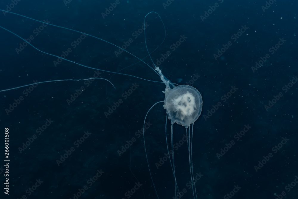 jelly fish in the Red Sea colorful and beautiful jelly fish in the Red Sea colorful and beautiful