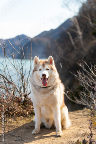 Beautiful Siberian husky dog sitting on the hill on mountains ad sea background
