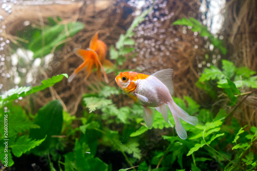 Carassius auratus goldfish nature background