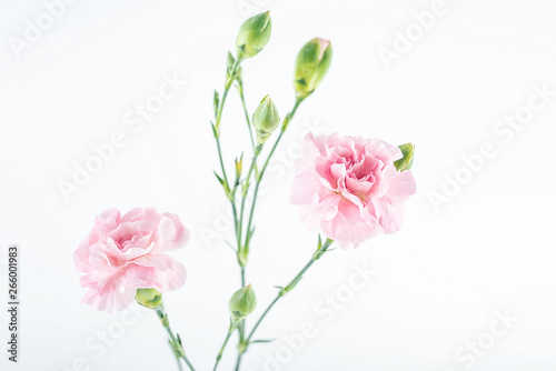 Fototapeta Naklejka Na Ścianę i Meble -  Pink carnation flower on white background