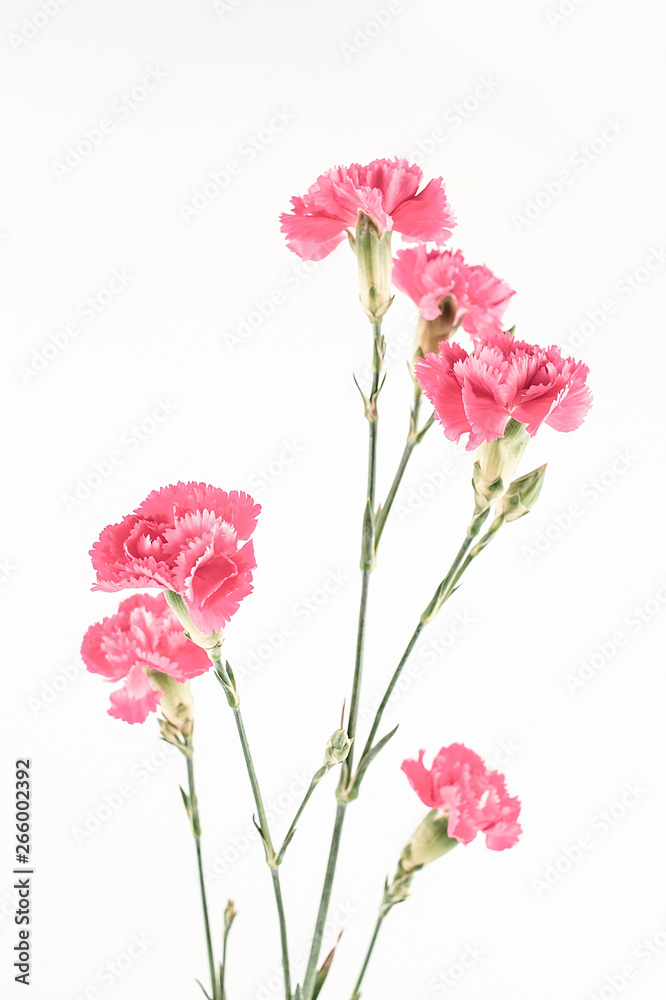 Carnation flower on white background Carnation flower on white background