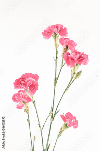 Carnation flower on white background