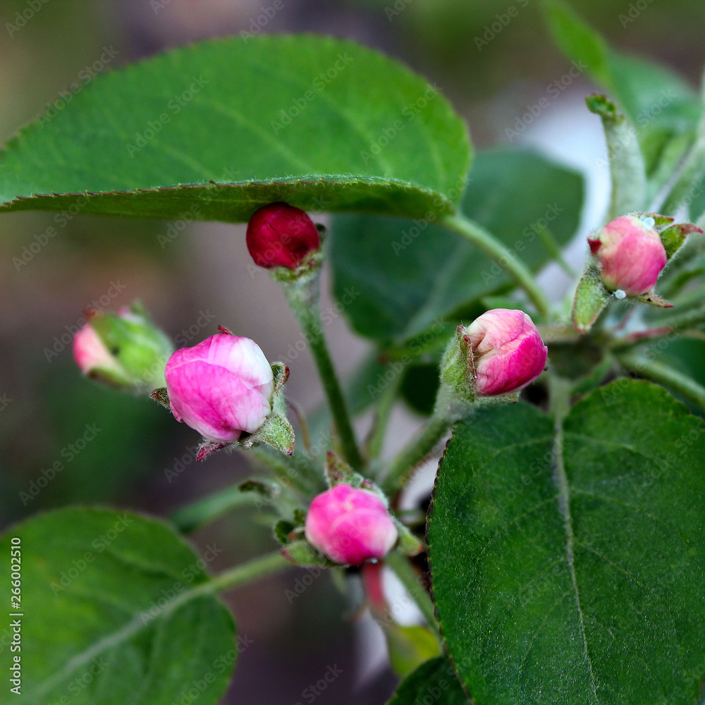 flowers of apple trees in the spring in the garden flowers of apple trees in the spring in the garden