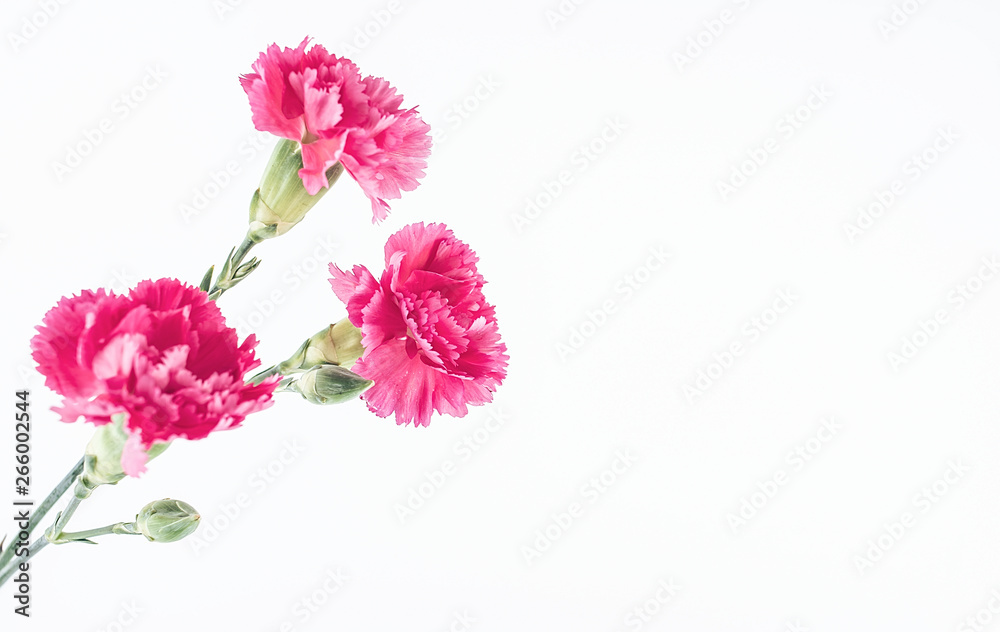 Fototapeta premium Carnation flower on white background