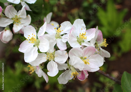 flowers of apple trees in the spring in the garden