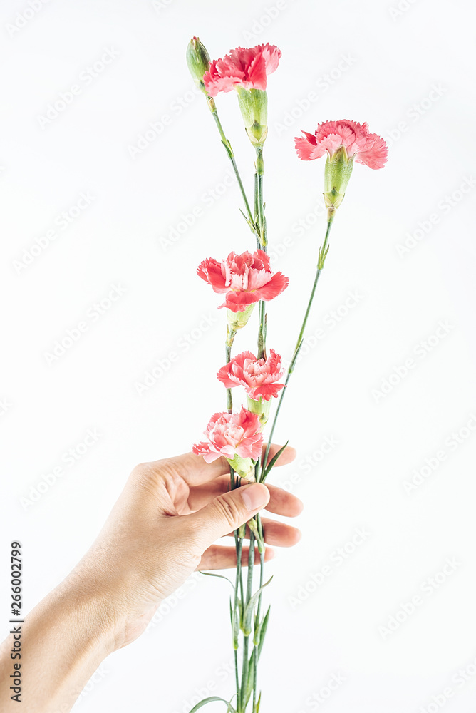 Hand holding red carnation flower