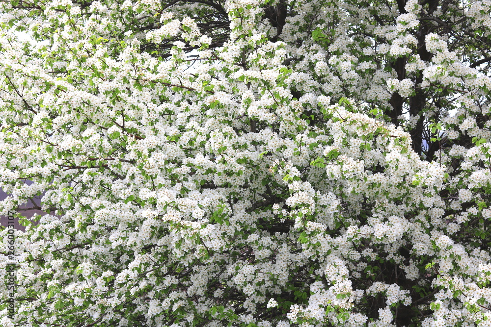 Beautiful white apple blossoms and green apple tree leaves in apple garden in good sunny weather in spring Beautiful white apple blossoms and green apple tree leaves in apple garden in good sunny weather in spring