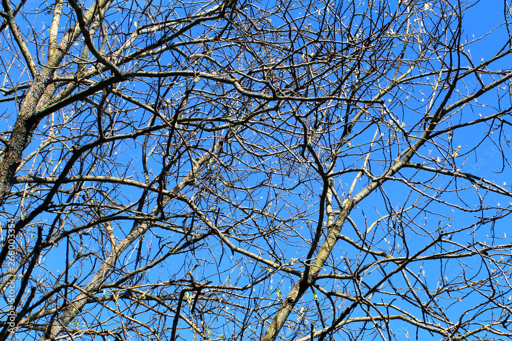 Branches of leafless tree against the blue sky. Soft focus Branches of leafless tree against the blue sky. Soft focus