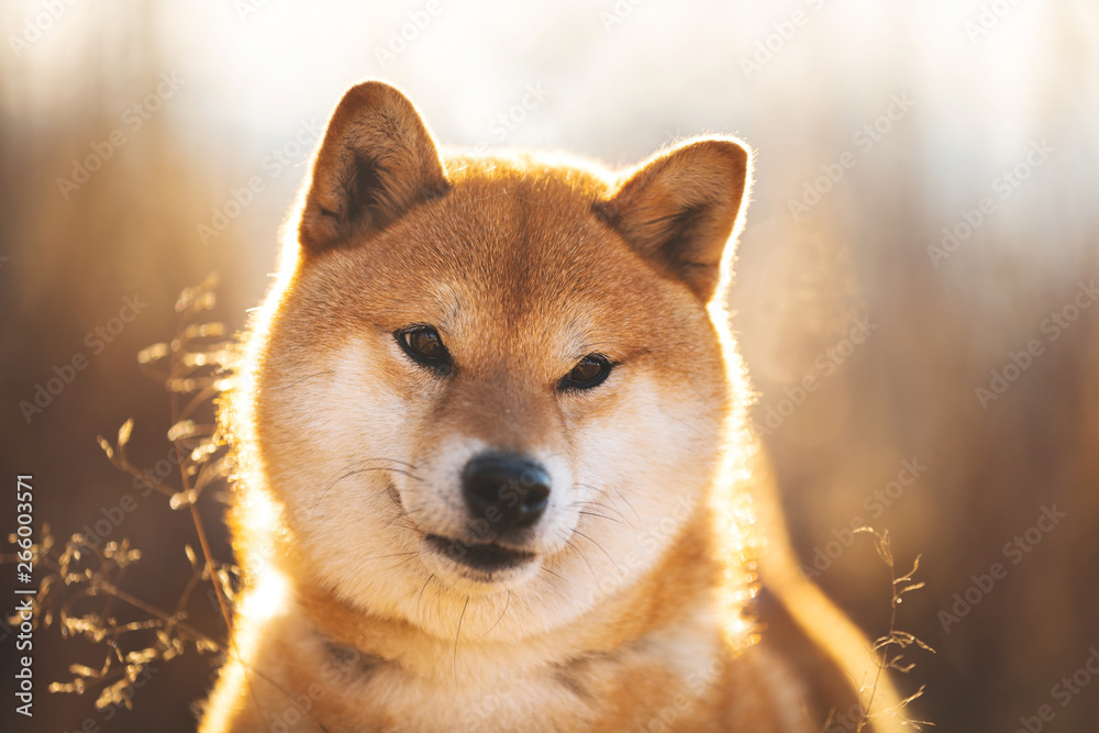 Beautiful and happy red Shiba inu dog sitting in the field at sunset