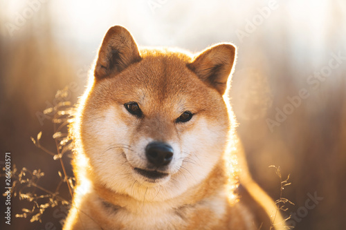 Beautiful and happy red Shiba inu dog sitting in the field at sunset