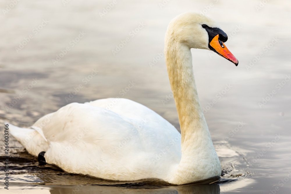 Swan in the water Swan in the water