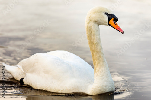 Swan in the water