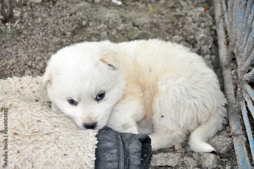 Fototapeta premium design high quality pictures garden white puppy dog ​​garden white puppy dog ​​sit on bench