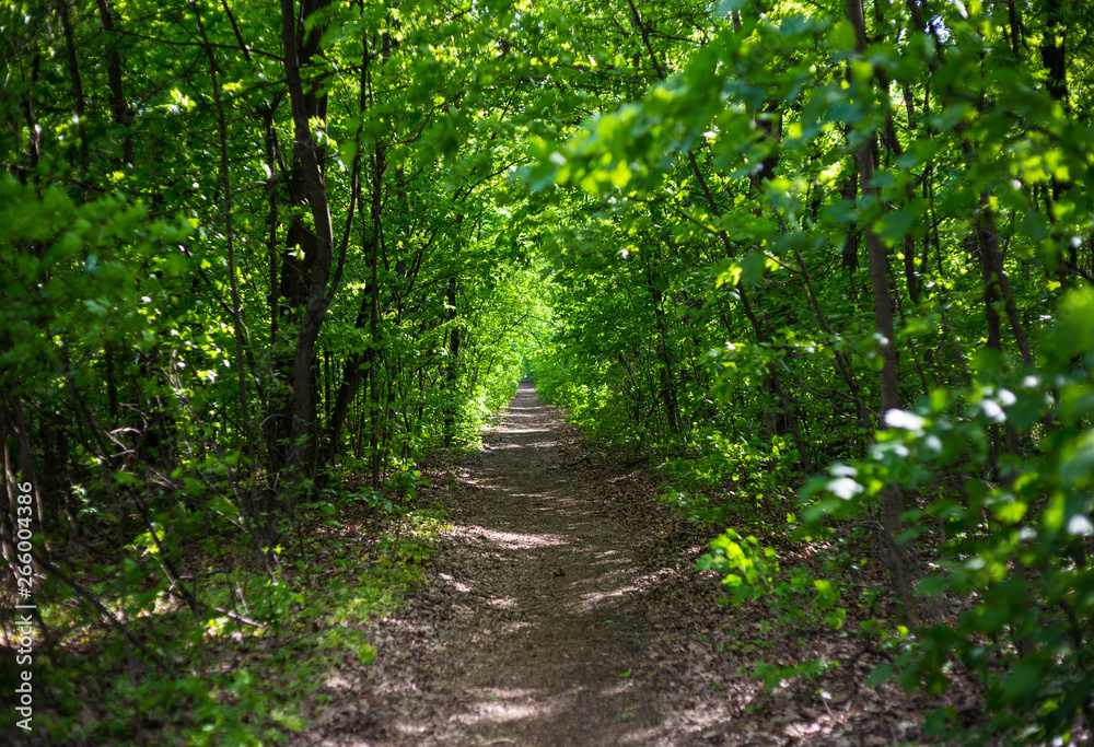 Obraz premium path in the forest