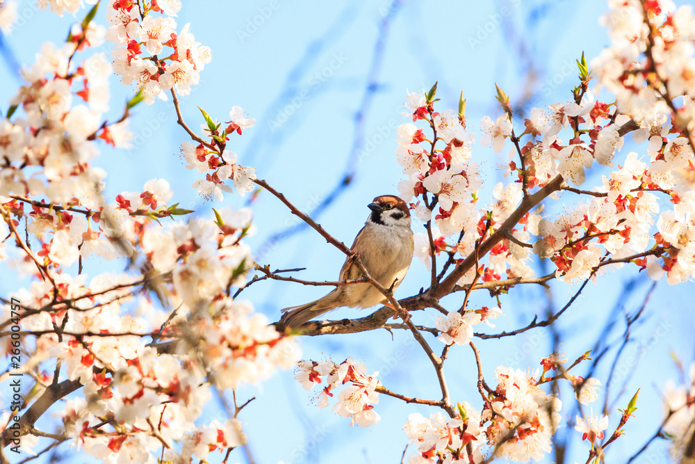 sparrow sits in the flowers of a cherry tree in the morning light sparrow sits in the flowers of a cherry tree in the morning light