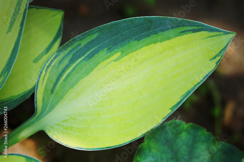 Close-up of a variegated Hosta (Tardinia Group) 'June' or Plantain Lily photo