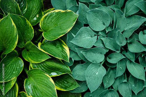 Different colored leaves of plantain lilies (Hosta sp.)