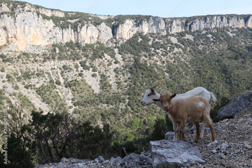 Chèvres dans les gorges de l'Ardèche