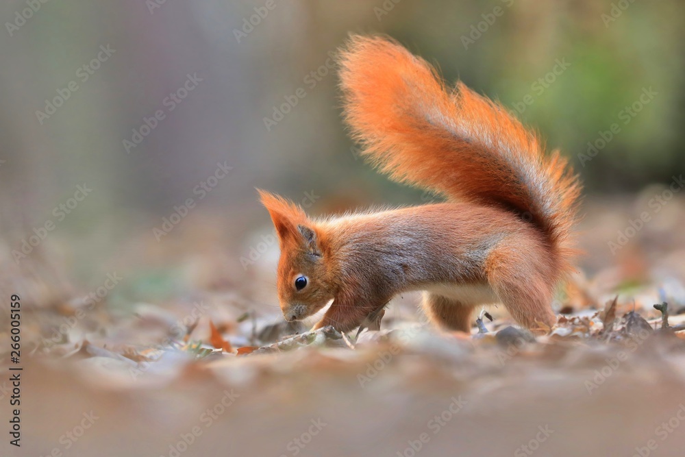Art view on wild nature. Cute red squirrel with long pointed ears in autumn . Wildlife