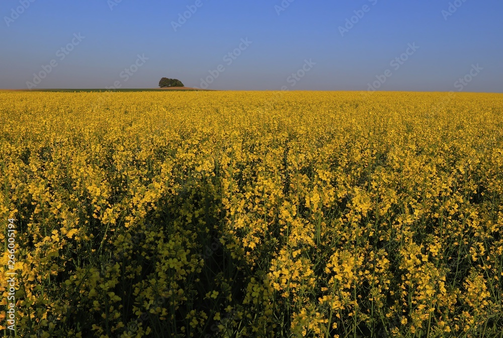 Yellow fields with blue sky in sunny day. Yellow rape field. Yellow fields with blue sky in sunny day. Yellow rape field.