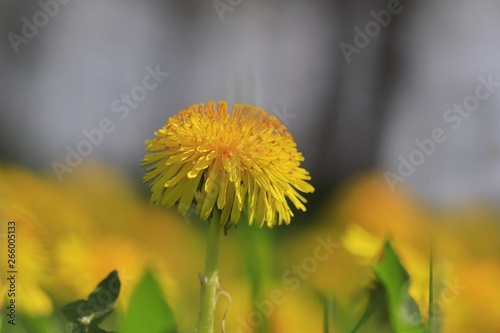 Yellow Dandelion  Common dandelion in full bloom. Spring in the nature. Taraxacum officinale