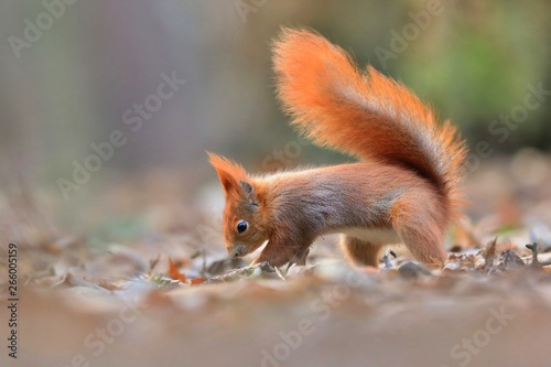 Art view on wild nature. Cute red squirrel with long pointed ears in autumn scene . Wildlife in November forest. Squirrel sitting on the ground. Sciurus vulgaris . A cute squirrel burrowing a nut. © Monikasurzin