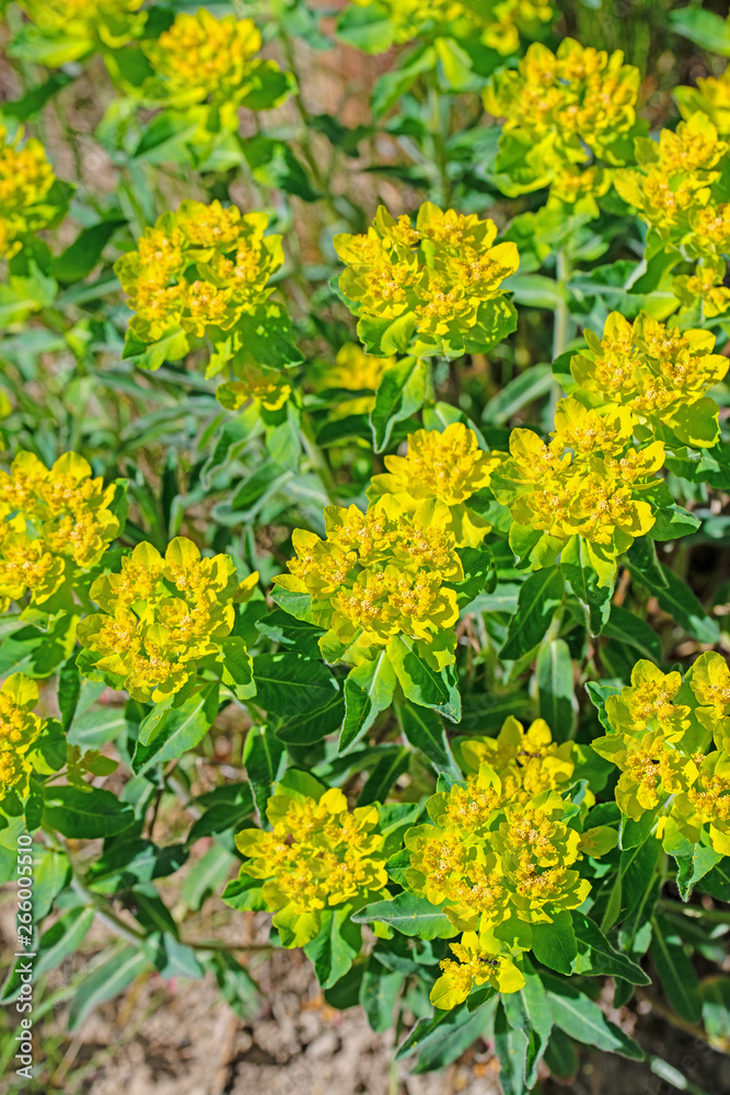 Obraz premium Blühende Warzen-Wolfsmilch, Euphorbia verrucosa