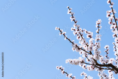 Spring flowering of garden trees. Blooming flowers on apricot twigs. Blue defocused background with empty space.